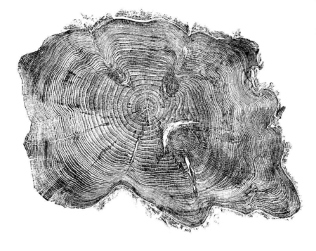 the-woodside-wood print-cathy gray- Karen Judd